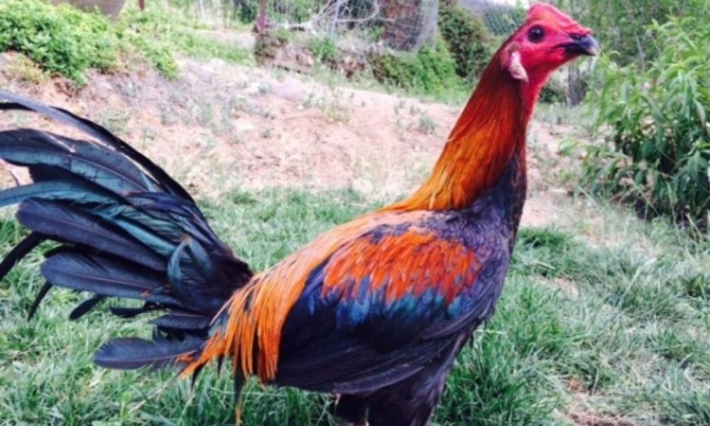 Top 3 giống gà Peru xuất hiện tại các trường gà