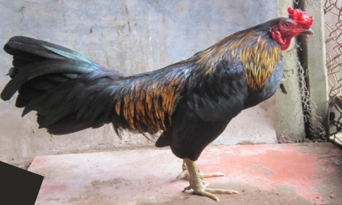 Đặc điểm gà Peru