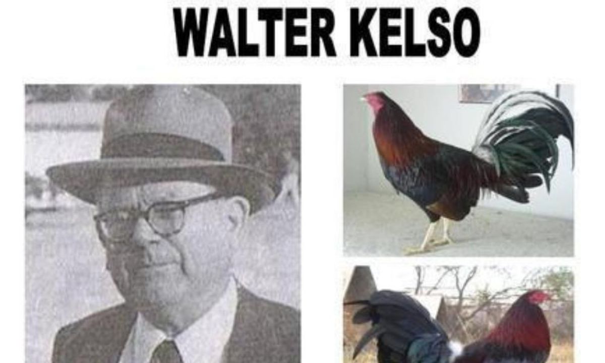 Nguồn gốc gà Kelso