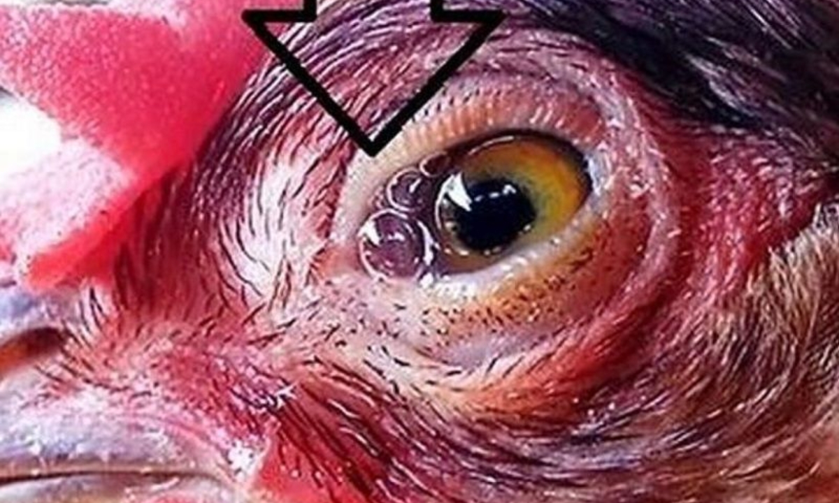 Cách điều trị gà chọi bị đau mắt