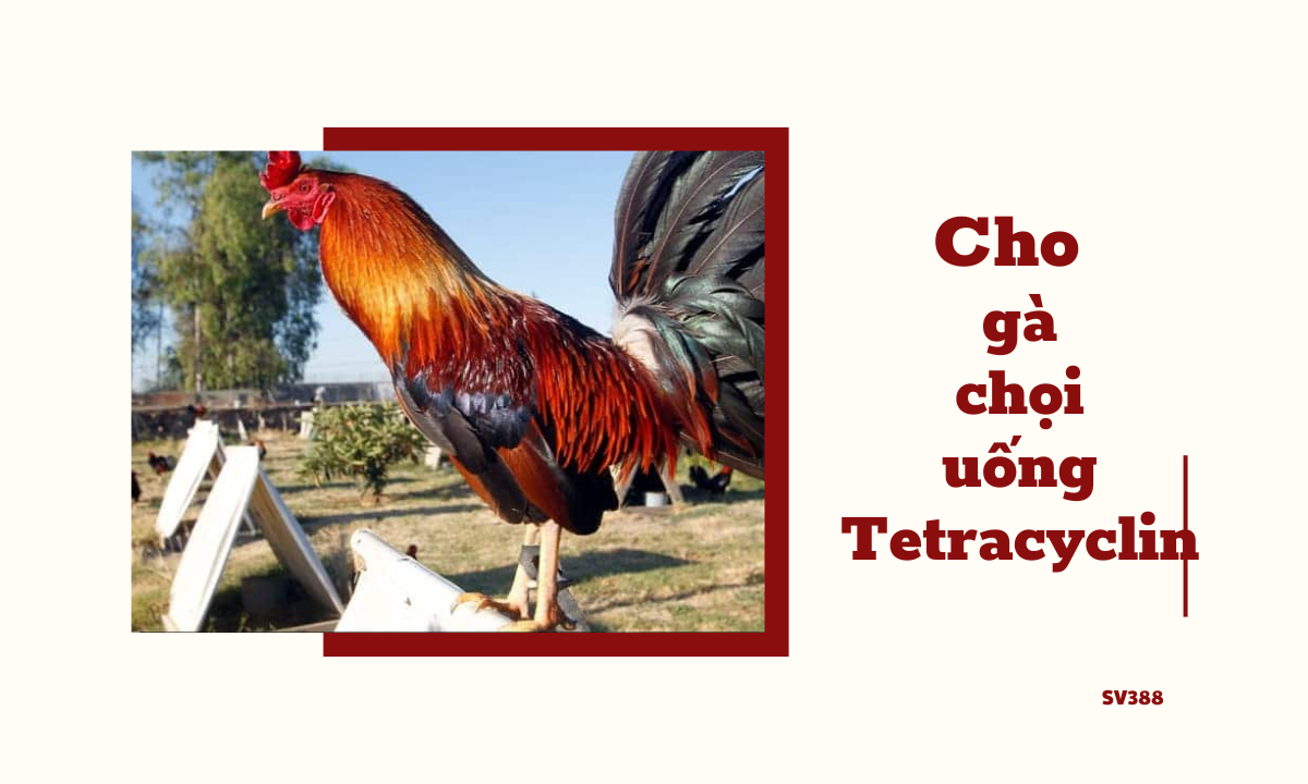 Tại sao nên dùng Tetracyclin cho gà chọi