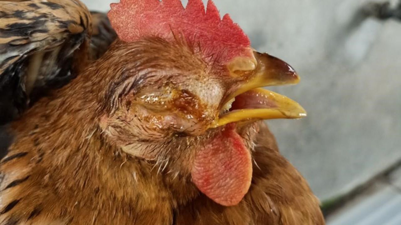 Cách chữa bệnh phù đầu ở gà