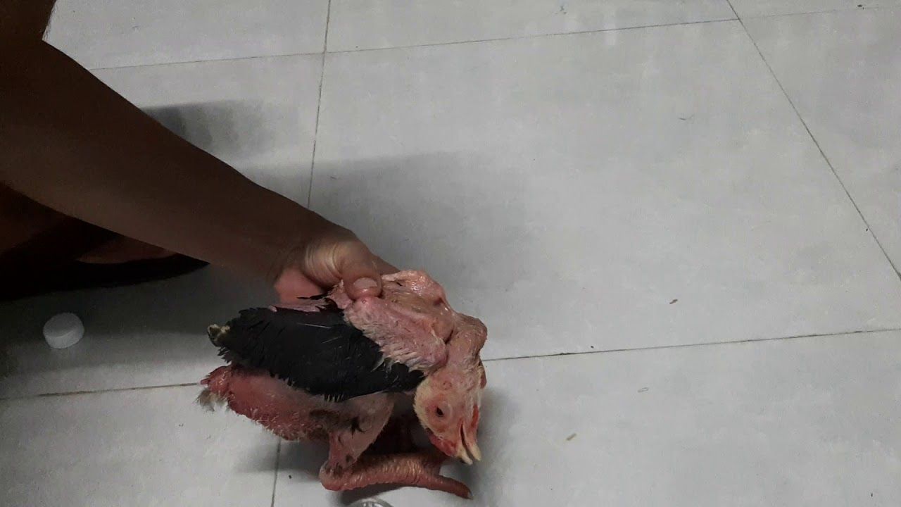 Các dấu hiệu nhận biết gà bị quẹo cổ, liệt chân