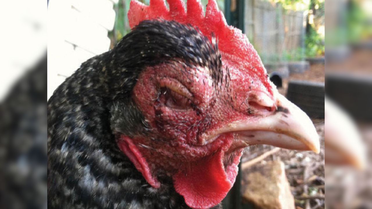 Nguyên nhân gây ra bệnh phù đầu ở gà