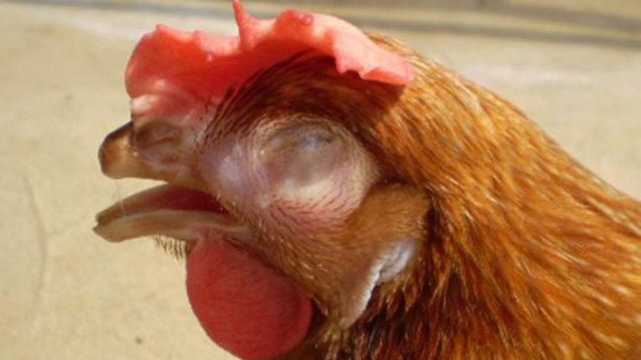 Nguyên nhân của bệnh gà bị mù mắt 