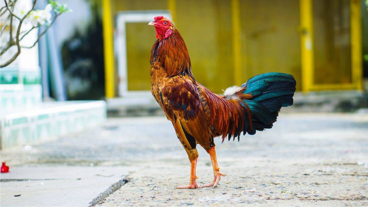 Dinh dưỡng ảnh hưởng đến sức khỏe và hiệu quả chiến đấu của gà như thế nào?