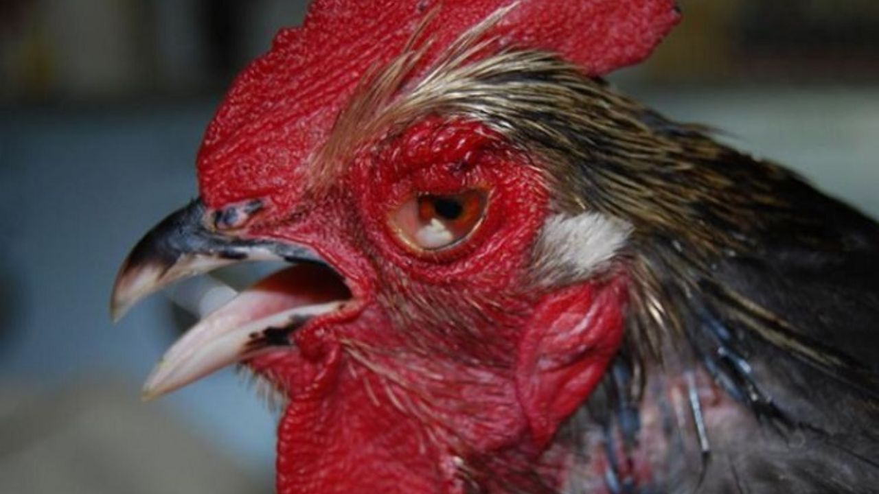 Các triệu chứng của bệnh phù đầu ở gà