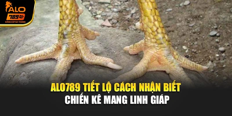 Alo789 tiết lộ cách nhận biết chiến kê mang linh giáp