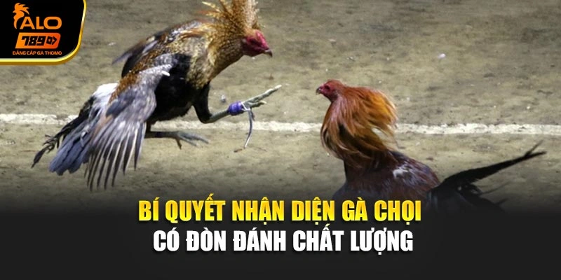 Bí quyết nhận diện gà chọi có đòn đánh chất lượng