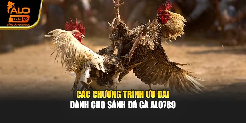 Các chương trình ưu đãi dành cho sảnh đá gà Alo789