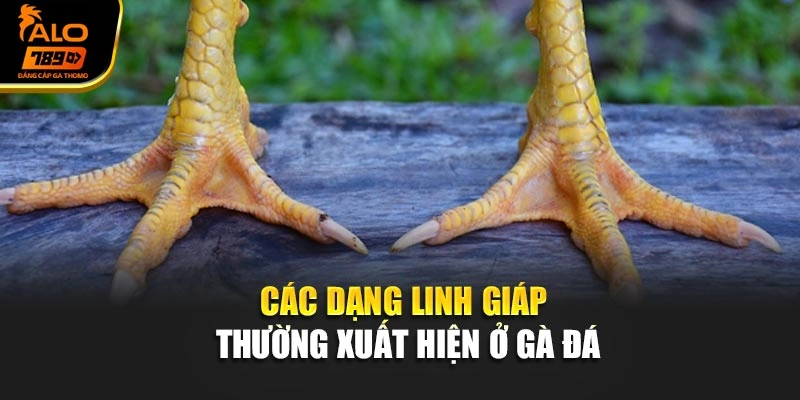 Các dạng linh giáp thường xuất hiện ở gà đá