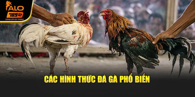 Các hình thức đá gà phổ biến