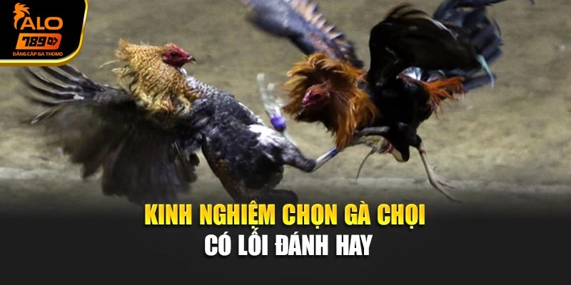 Kinh nghiệm chọn gà chọi có lối đánh hay