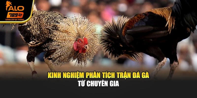 Kinh nghiệm phân tích trận đá gà từ chuyên gia