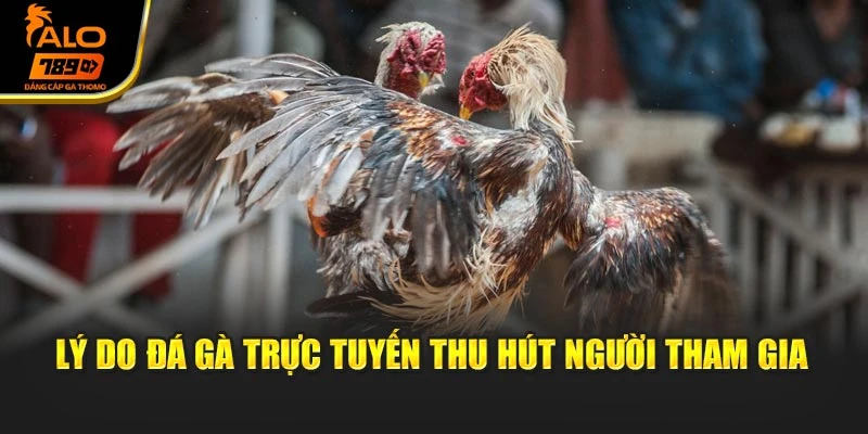 Lý do đá gà trực tuyến thu hút người tham gia