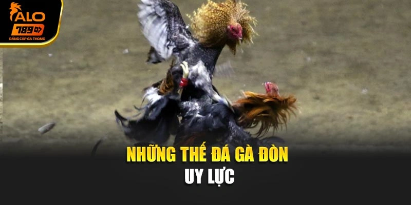 Những thế đá gà đòn uy lực