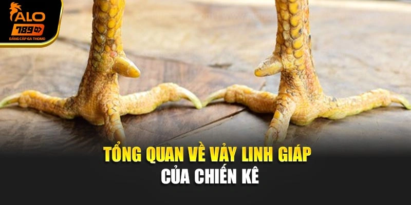 Tổng quan về vảy linh giáp của chiến kê